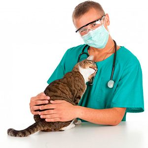 Частые заболевания кошек. Как укрепить иммунитет.