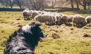 собака и овцы